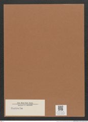 Surirella sp. (de-Toni-Nr.: Genus 53) Zeichnungen Sammlung Grunow Mappe 02578 (Herbarium_W_Grunow_drawings_Folder_02578)